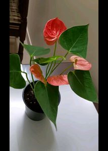 Anthuriam plant