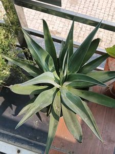 Small Agave Attenuata Plant