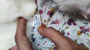 Furr Winter Wear Coat