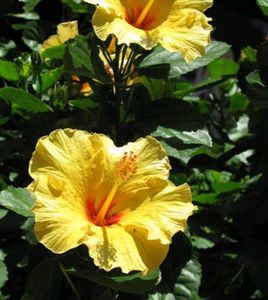 Bilva Patra With White And Yellow Hibiscus  Plant