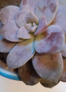 Alive&amp;Real Echeveria Lilacina,GhostEcheveria
