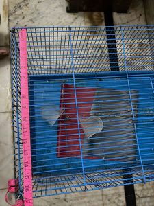 Cage Big Size