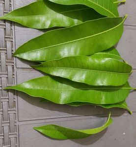 mango leaves for toran and puja