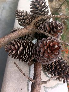 Christmas Tree Pine Cone