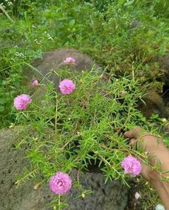 Portulaca Mixed Plant