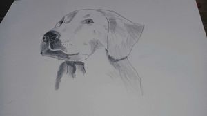 Dog Portrait Sketch