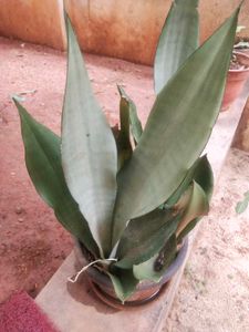 Moonshine Snake Plant With Root