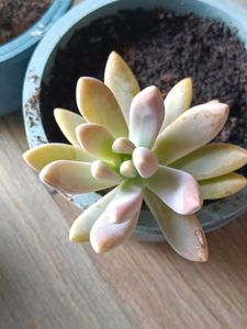 Succulent Plants