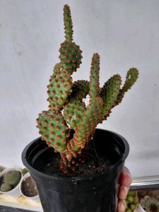 Rabbit 🐰 Cactus 🌵