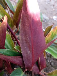 Stromenthe Striostar Magicstar plant