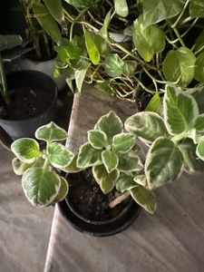 Different Plant Types