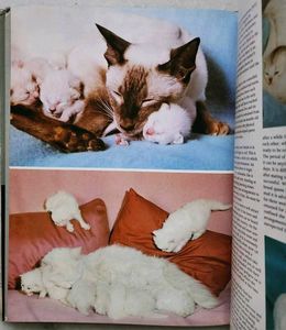 The love of cats