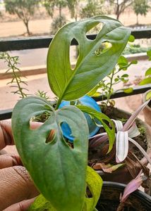 2 Broken Heart Stem Cuttings