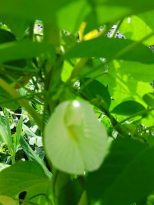 Combo Blue &amp; White Aparajita Seeds