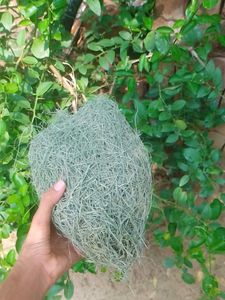 Unique Natural Bird Nest.
