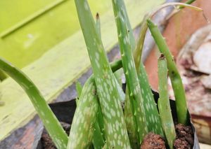 Magical Aloevera Plant / Aloever