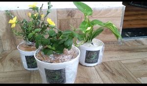 3 Plants With Pot