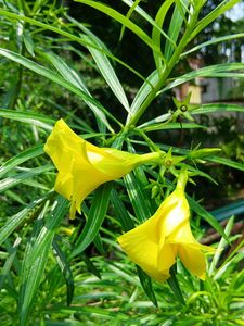Yellow Oleander Plant