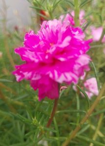 Miss 9 AM  , Portulaca, Purslene