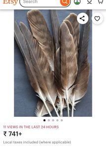 Real Eagle Feather 🪶