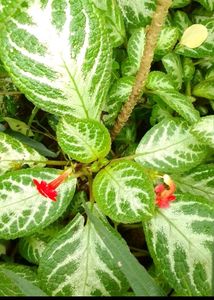 Episcia/Flame Violet