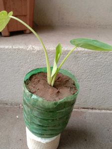 Elephant Ear Plant - Healthy &amp; Thriving!