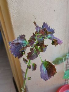 Coleus Plant