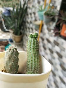 Combo Of Two Plants And Tw Small Pots