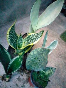 Assorted Sansevierias Offer