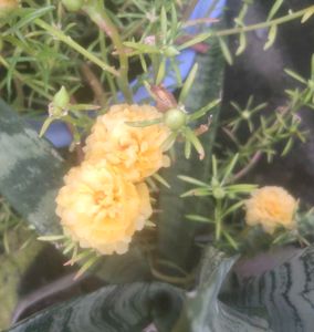 Portulaca Moss Rose Plant variegated and yellow