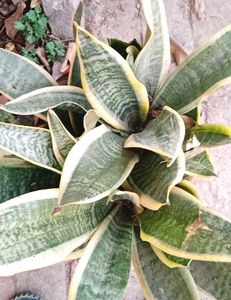 Plants Combo