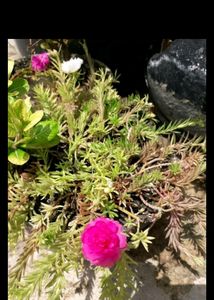 Portulaca Cutting