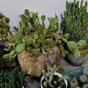 assorted cactus 🌵