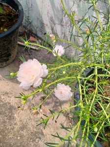 Moss Rose Combo