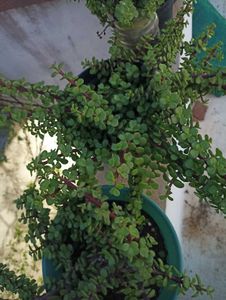 combo of 13 plants @ low price