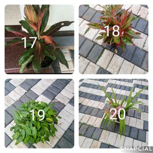 You Can Select 10 Live Root Plants