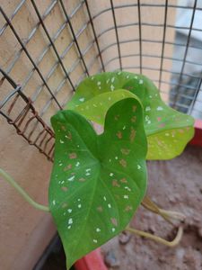 Caladium Plant