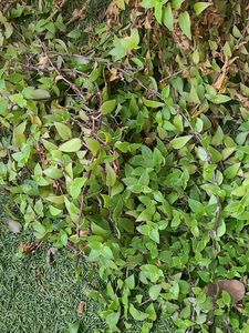 Hanging Plant Without Pot