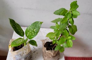 Set 2 Plants🪴