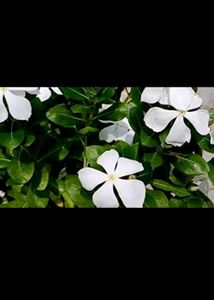 Vinca Flower Plant