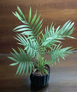 Areca Palm