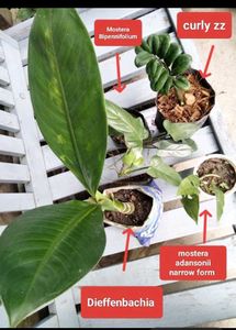 Air Purifying Indoor Plants