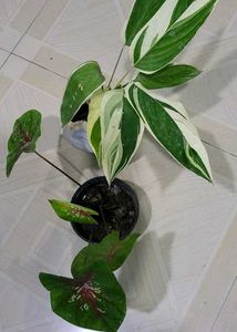 Set 2 Calcium,&amp; Never Plant