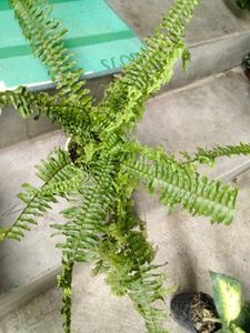 Boston Fern Plant