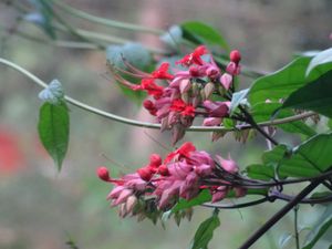 Sony Cybershot DSC-HX10v Digital Camera