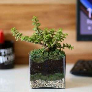 JADE PLANT CUTTINGS PACK OF 2.