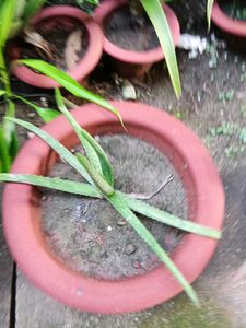Combo Peace Lily Aloevera Lucky Bamboo Areca Palm