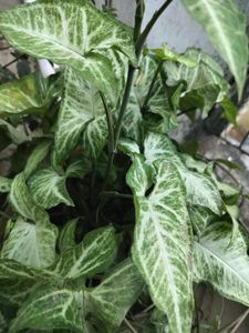 Syngonium Plant Cutting