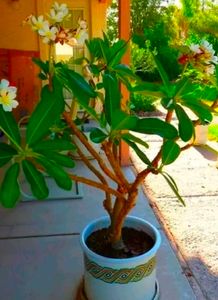 Combo Of 2 Color Beautiful Pulmeria Champa Cutting