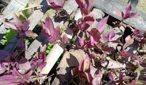 Wandering Jew Plant
